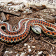 Illustration for article titled Heres What Happens To Snakes In Microgravity